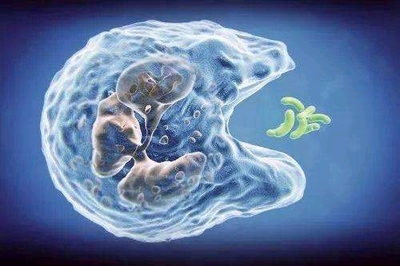 在Bilibili學(xué)習(xí)生物:穩(wěn)態(tài)調(diào)節(jié)篇