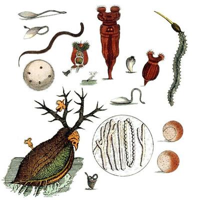 與上帝平起平坐的微生物 生物起源于它，人類未來依靠它