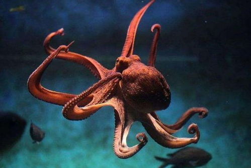 被囚禁在嬰兒軀殼中的34歲靈魂 為何永不衰老？